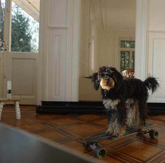 Lucky is a very sportive dog!